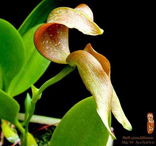 Bulbophyllum grandiflorum